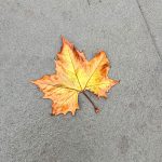 Golden-orange fallen maple leaf on gray pavement