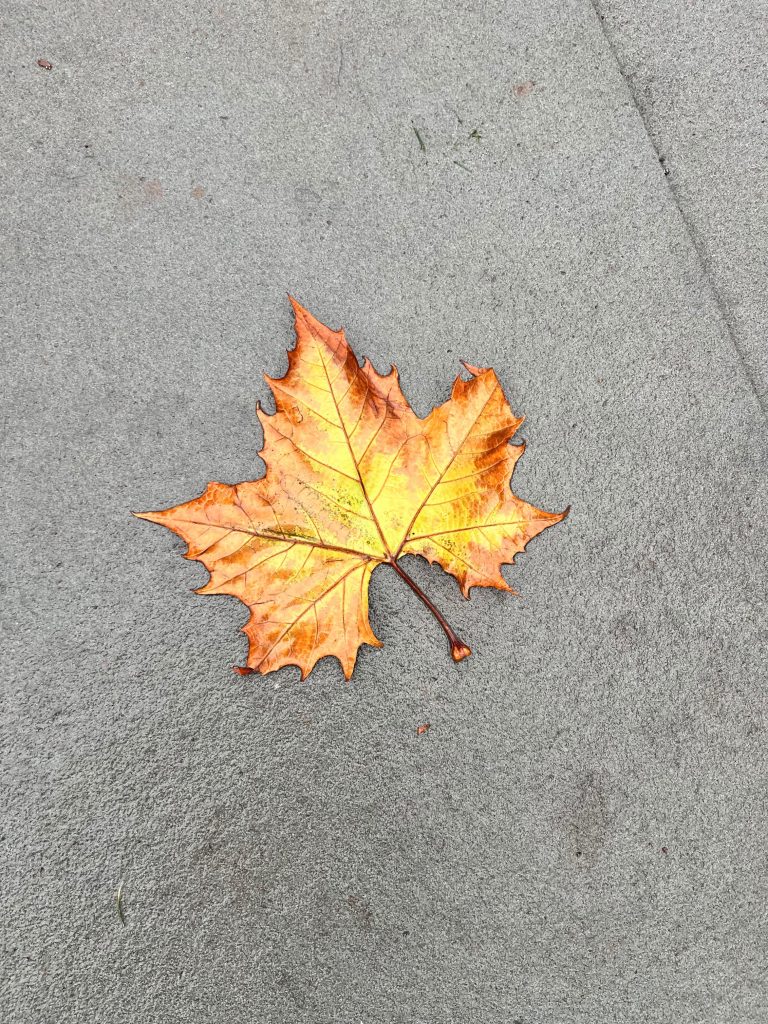 A Fallen Leaf